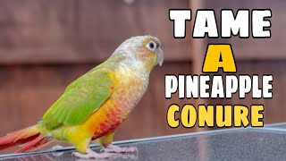 How to Tame a Pineapple Conure | All Tips And Tricks.