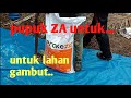 Pemupukan kelapasawit pake za di lahan gambut || petani sawit sukses.