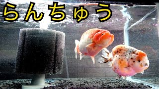 水槽立ち上げ！らんちゅうとか言う可愛すぎる生き物を飼う