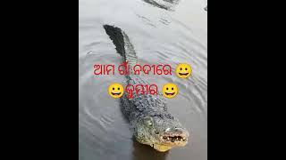 ଆମ ଗାଁ ପାଖ ନଦୀରେ କୁମ୍ଭୀର