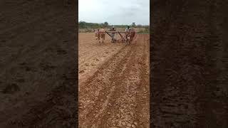 Bulls ploughing on the field | Turpu Bulls