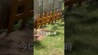 【猟師んちの6ボーダーズ】水遊びを我慢する脱力系ボーダーコリー【謎くんJIMくん】#shorts #ふじはらさんち #ボーダーコリー