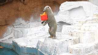 立ち上がるホウちゃん🐻‍❄️【天王寺動物園】