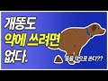 [털보의사] 개똥도 약에 쓰려면 없다. 진짜 개똥을 약으로??