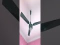 Dark Turquoise Ceiling Fan Fail and Baby Asked Bro to Get Your Fanimation Ceiling Fan #shorts