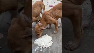 Feeding milk rice to the three mange infected street puppies.