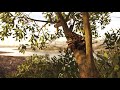 Flying with Pterosaurs - Anurognathus