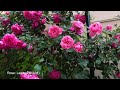 16 5 2021，新生 重生， 捎带看看后院玫瑰的部分花 new born hummingbird part of the roses flowering in back yard