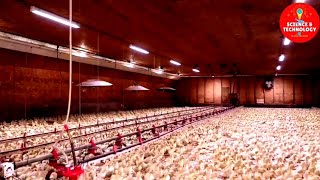 Modern Ducks Farm, High-Tech Ducks Slaughterhouse, Ducks Meat  Factory Processing, Amazing Poultry