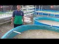 gila budidaya ikan lele hanya kolam diameter 3 bisa tebar 5.000 ekor