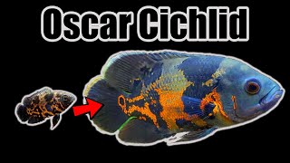Oscar Cichlid | Growth Rate & Evolution