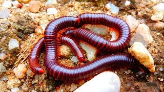 ⭕Ayo berburu kaki seribu, kaki seribu besar, kaki seribu hitam, millipedes