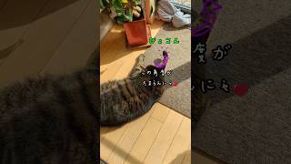 猫のセルフ腕まくら#shorts