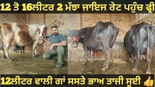 12 ਤੋ 16ਲੀਟਰ 2 ਮੱਝਾ ਅਤੇ 1 ਗਾਂ ਵੀਕਾਓ। Buffalo and cow for sale/vadiya farm/11-3-24