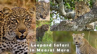 Leopard Safari in Maasai Mara Kenya