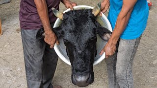 Food video of little chef cooking beef head. Cooking video..