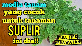 media tanam yang cocok untuk tanaman suplir? ini dia!