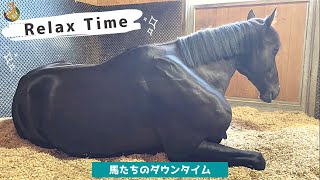 【TCC】引退競走馬たちのリラックスタイム｜TCC Therapy Park｜Horse shelter｜