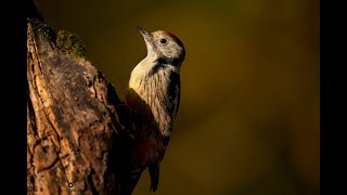 Middle Spotted Woodpecker eating from trees - Ciocanitoare de stejar mancand