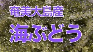 海水魚水槽に海ぶどうを投入！！ナンヨウハギの反応は？