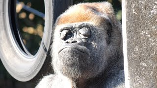 地球で暮らすみんなのゴリラ、ショウ（Shou, the gorilla for everyone living on Earth）　浜松市動物園　ゴリラ　202302