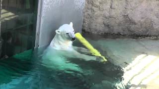 2013年7月13日　旭山動物園　ホッキョクグマ　イワン