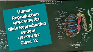 Human Reproduction System-1 मानव जनन तंत्र-1 Male Reproduction System  नर जनन तंत्र RBSE/CBSE