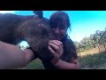 getting some love from a rescued tapir