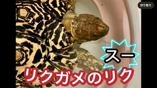 ジャストサイズ〜リクガメのリク