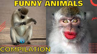 🐶 Funny animals life compilation 🐱 Funny animal moments