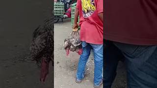 Jago ditawarkan 80 ribu #ayam #pasarhewan #shortsviral #subscribe #jago