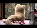 秋田犬子犬（ナナ）ママが旅行から帰って来た♡