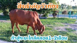 สิ่งสำคัญ ในการดูแลวัวใกล้เข้าสู่ระยะใกล้คลอด 1-2 เดือน