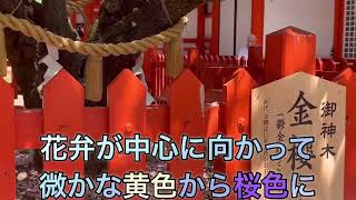 金櫻神社参拝金運アップ祈願してきたよ