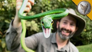 Venomous Parrot Snake CAUGHT!