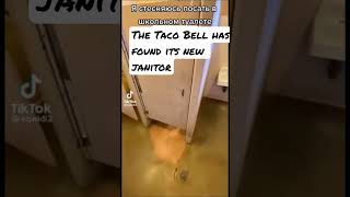 The Taco Bell has found its new janitor #tacobell