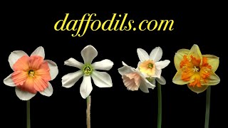 Dancing Daffodils | daffodils.com