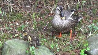 栗林公園のカルガモ親子（平成29年5月25日）