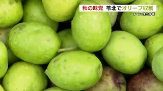 【秋の味覚】オリーブが収穫時期「オイル用」と「塩漬け用」として手摘み　熊本・苓北町