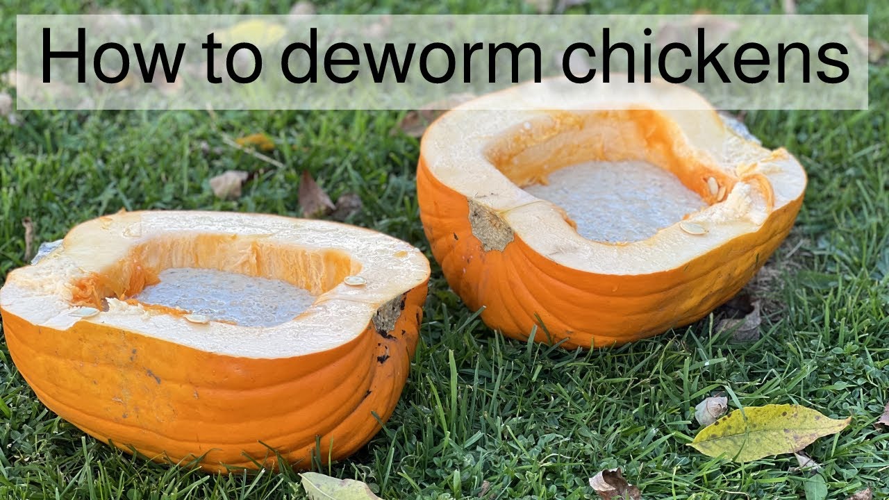 How To Deworm Chickens Naturally | Quick And Easy Recipe - YouTube