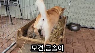 #한국진도견협회    #진돗개챔피언    #네눈박이    #korean jindodog