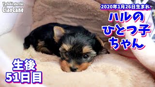 2020年1月26日生まれハルのひとつ子ちゃん(生後51日目)【ヨークシャーテリア専門犬舎チャオカーネ】