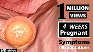 4 Weeks Pregnant Baby Position - Pregnancy Symptoms Week by Week