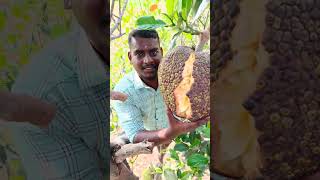 ஐ.😁 தோட்டத்துக்கு போன இடத்துல வெடித்த பலாப்பழம்❕🔥😋#shorts #jackfruit #fruit #shortsfeed