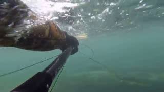 grey mullet shallow water spearfishing