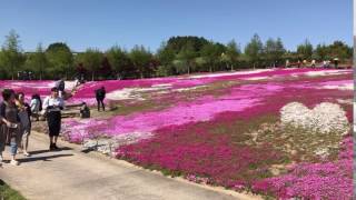 シバザクラ 大村市松本つつじ園