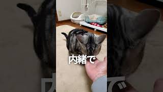 猫と内緒でおやつを食べていたら急に背後から... #まるも #猫