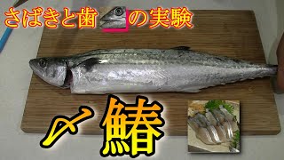 【魚さばき】激ウマ！しめサバならぬしめサワラを作る