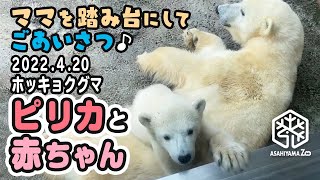 【旭山動物園】ママを踏み台にしてご挨拶♪🐻‍❄️🐻‍❄️おてんば赤ちゃんと優しいピリカまま(4/20) [Asahiyama Zoo] Polar bear, Pirika and her baby.