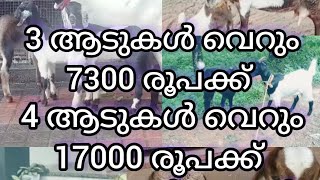 നിങ്ങളുടെ വളർത്തുമൃതങ്ങളുടെ  വിൽപ്പന പോസ്റ്റുകൾ  ഈ channel ലൂടെ പോസ്റ്റ് ചെയ്യാൻ വീഡിയോ കാണുക